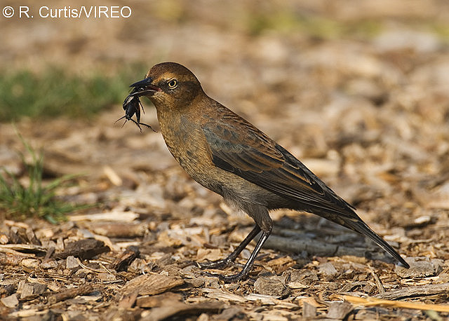 Rusty Blackbird c22-36-296.jpg